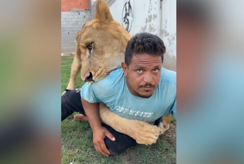 Viral lion prank video draws criticism and outrage in Libya and Egypt